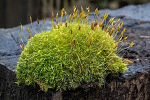 Dicranoweisia cirrata Common Pincushion