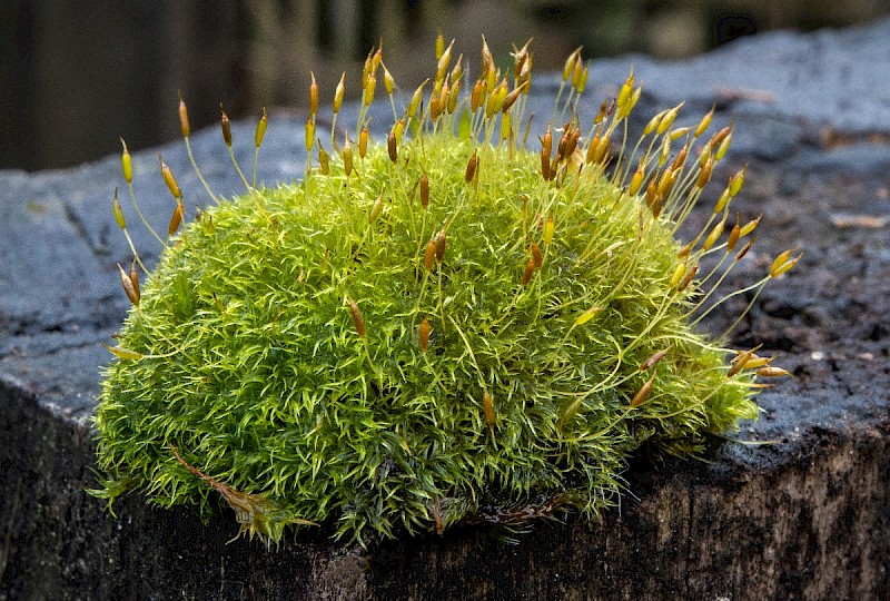 Dicranoweisia cirrata - © Charles Hipkin