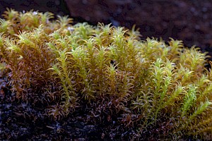 Didymodon fallax Fallacious Beard-moss