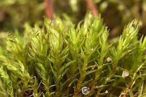 Didymodon nicholsonii Nicholson's Beard-moss