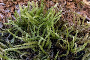 Eurhynchium striatum Common Striated Feather-moss