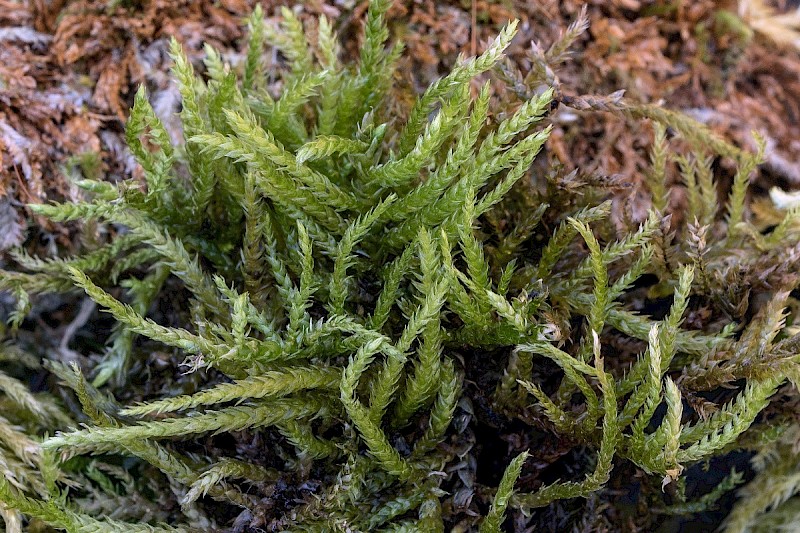 Eurhynchium striatum - © Charles Hipkin