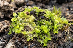 Fossombronia wondraczekii Acid Frillwort