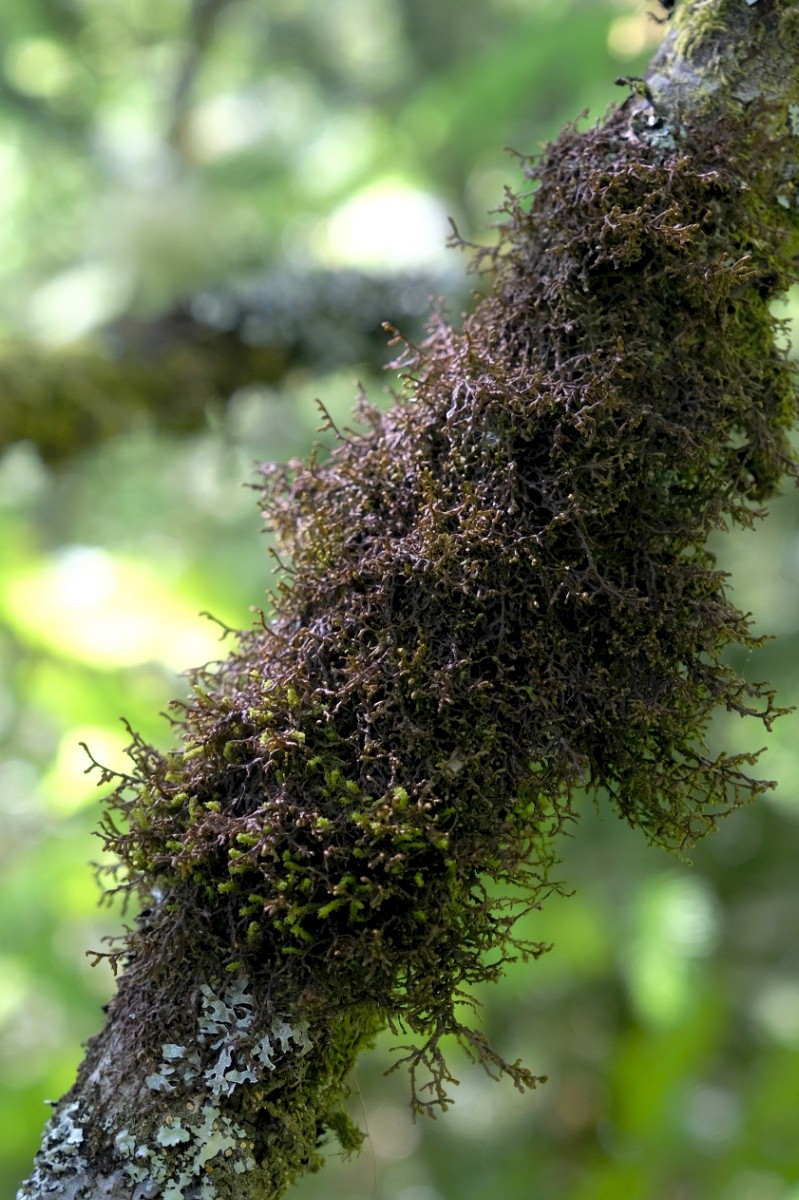 Frullania tamarisci - © Charles Hipkin