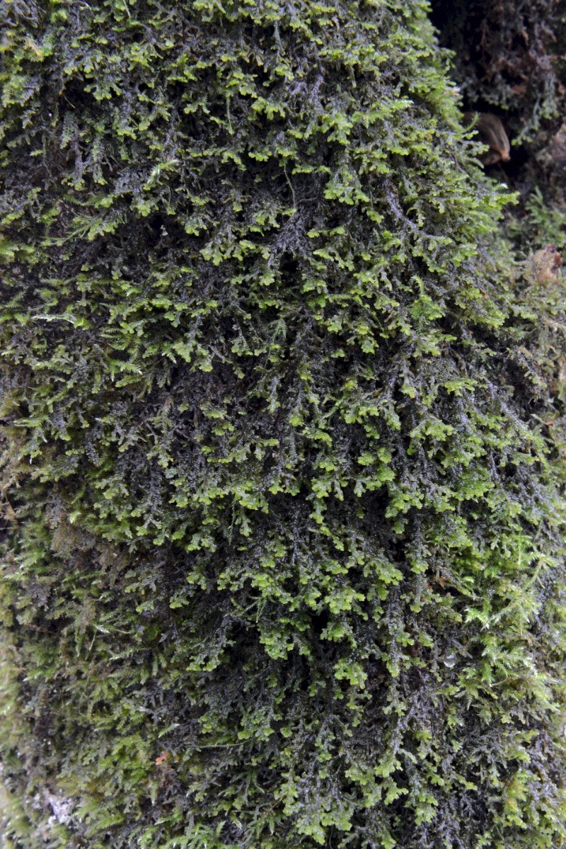 Frullania tamarisci - © Charles Hipkin