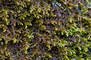 Frullania tamarisci Tamarisk Scalewort