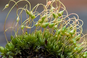 Funaria hygrometrica Common Cord-moss