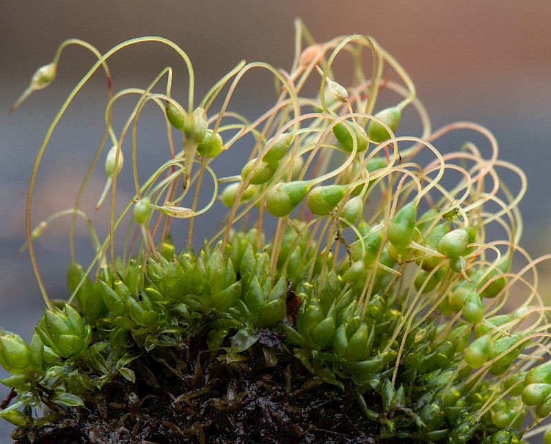 Funaria hygrometrica - © Charles Hipkin