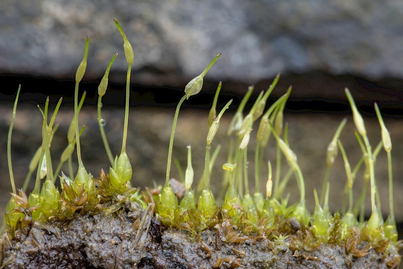 Funaria hygrometrica - © Charles Hipkin