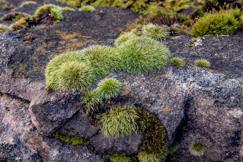 Grimmia pulvinata - © Charles Hipkin