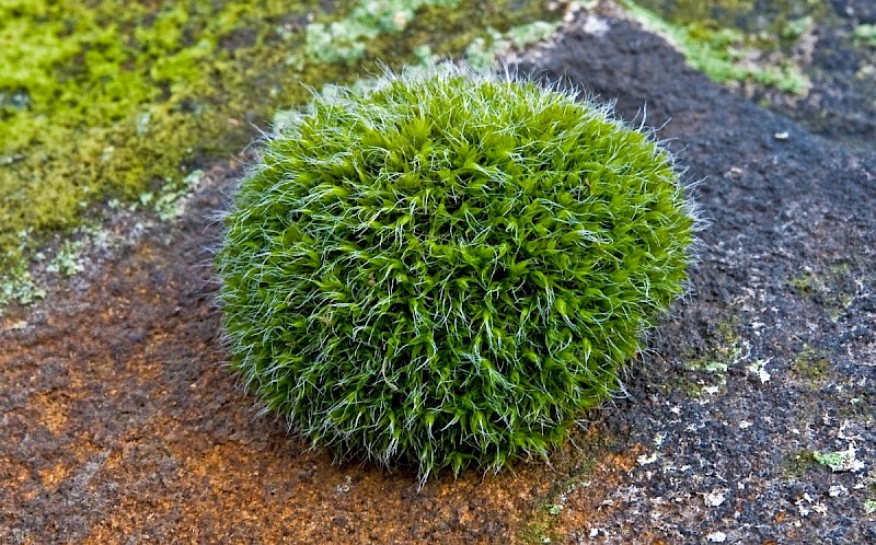 Grimmia pulvinata - © Charles Hipkin