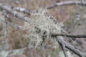 Usnea cornuta Inflated Beard Lichen