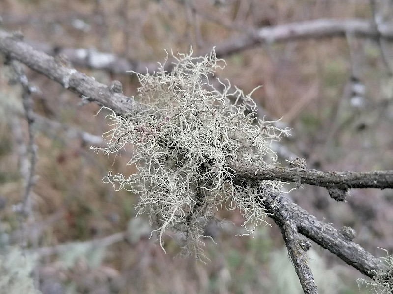 Usnea cornuta - © Barry Stewart