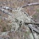 Usnea cornuta