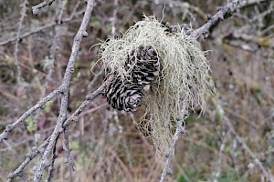 Usnea glabrescens Speckled Beard Lichen