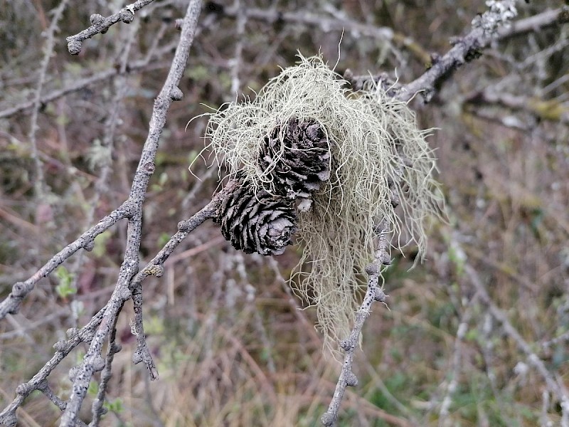 Usnea glabrescens - © Barry Stewart