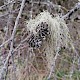 Usnea glabrescens