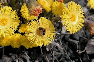 Tussilago farfara Colt's-foot