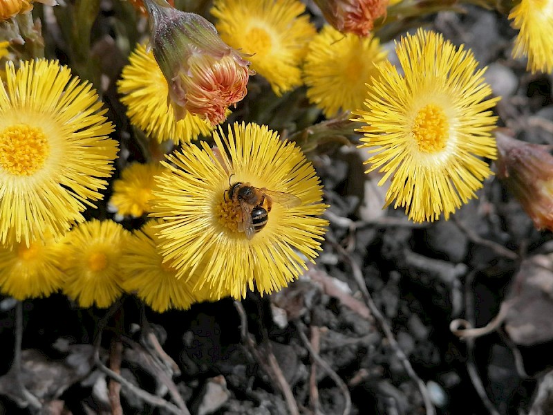 Tussilago farfara - © Barry Stewart