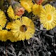 Tussilago farfara