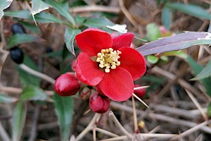 Chaenomeles speciosa Chinese Quince