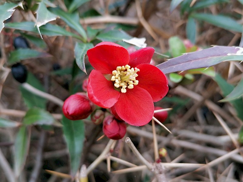 Chaenomeles speciosa - © Barry Stewart