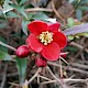 Chaenomeles speciosa