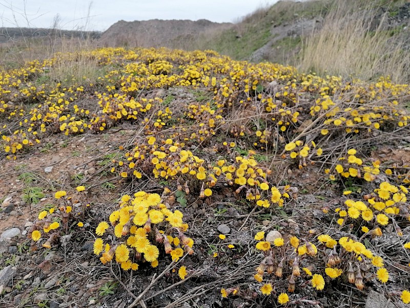 Tussilago farfara - © Barry Stewart