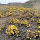 Tussilago farfara