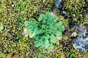 Erodium maritimum Sea Stork's-bill