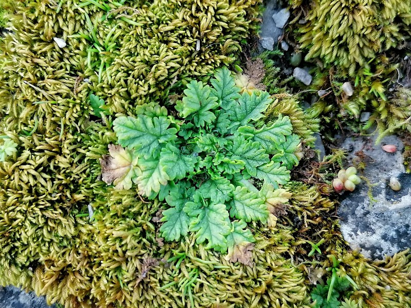 Erodium maritimum - © Barry Stewart