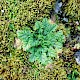 Erodium maritimum