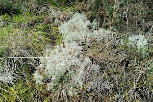 Cladonia portentosa Reindeer Moss