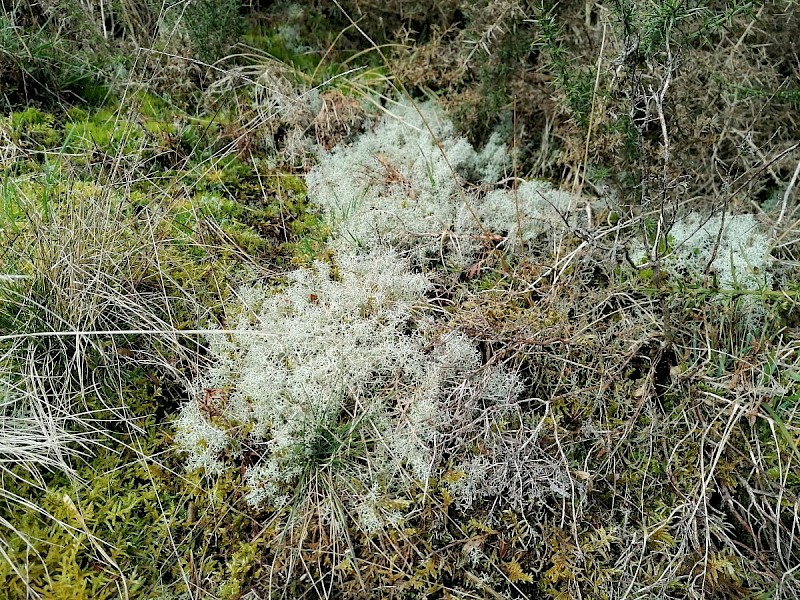 Cladonia portentosa - © Barry Stewart