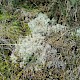 Cladonia portentosa