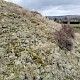 Cladonia portentosa