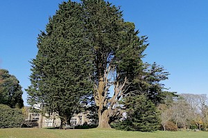 Cupressus macrocarpa Monterey Cypress