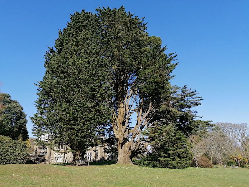 Cupressus macrocarpa - © Barry Stewart