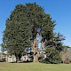 Cupressus macrocarpa