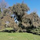 Leptospermum scoparium