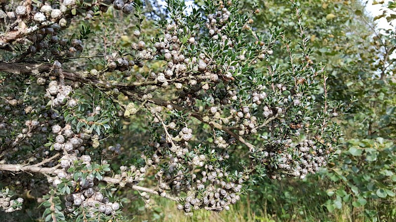 Leptospermum scoparium - © Barry Stewart