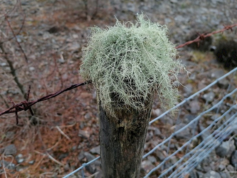 Usnea subfloridana - © Barry Stewart