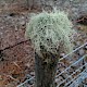 Usnea subfloridana