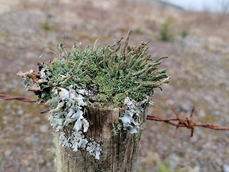 Cladonia coniocraea - © Barry Stewart