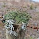 Cladonia coniocraea