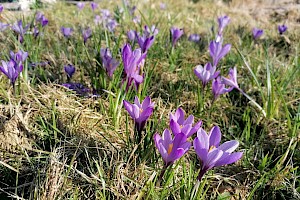 Crocus tommasinianus Early Crocus