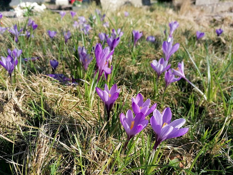 Crocus tommasinianus - © Barry Stewart