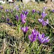 Crocus tommasinianus