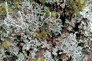 Cladonia polydactyla var. polydactyla 