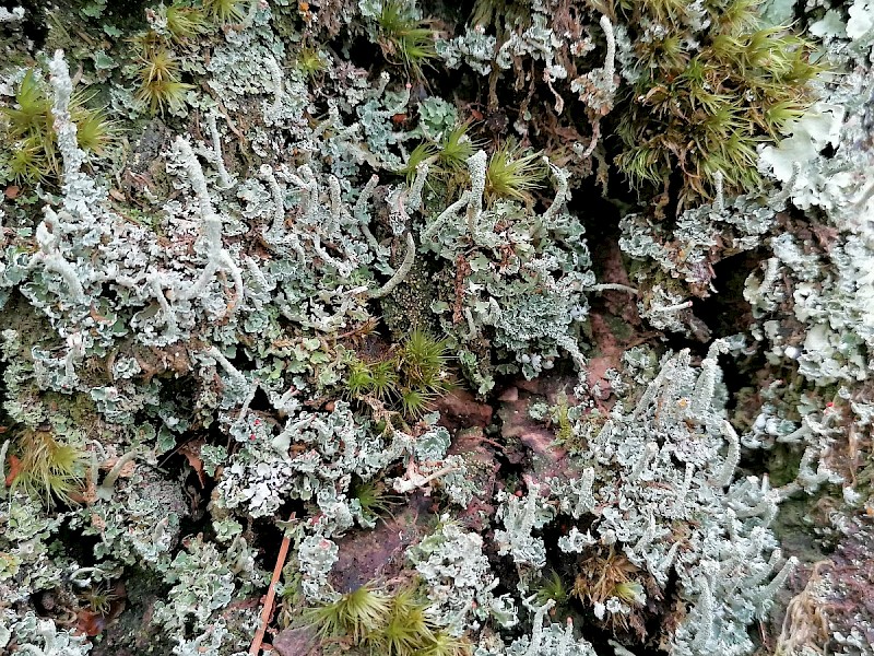 Cladonia polydactyla var. polydactyla - © Barry Stewart